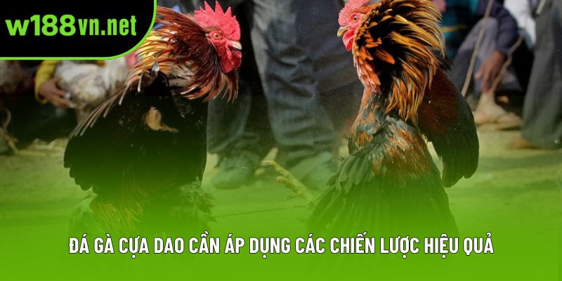 Đá gà cựa dao cần áp dụng các chiến lược hiệu quả Đá gà cựa dao cần áp dụng các chiến lược hiệu quả