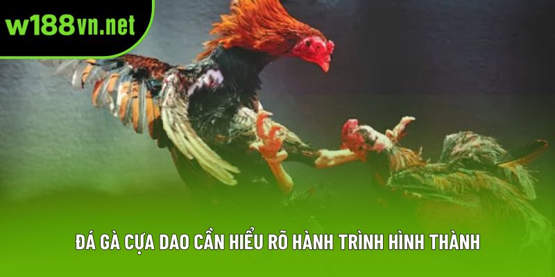 Đá gà cựa dao cần hiểu rõ hành trình hình thành Đá gà cựa dao cần hiểu rõ hành trình hình thành