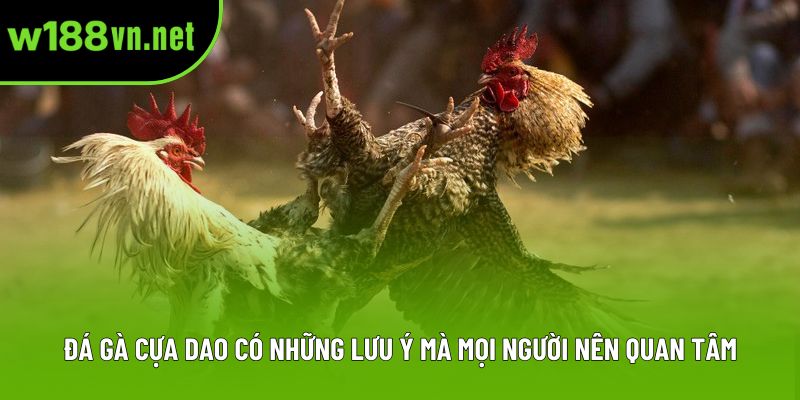 Đá gà cựa dao có những lưu ý mà mọi người nên quan tâm Đá gà cựa dao có những lưu ý mà mọi người nên quan tâm