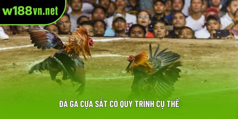 Đá gà cựa sắt có quy trình cụ thể Đá gà cựa sắt có quy trình cụ thể