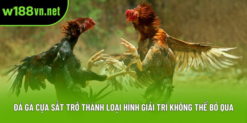 Đá gà cựa sắt trở thành loại hình giải trí không thể bỏ qua Đá gà cựa sắt trở thành loại hình giải trí không thể bỏ qua