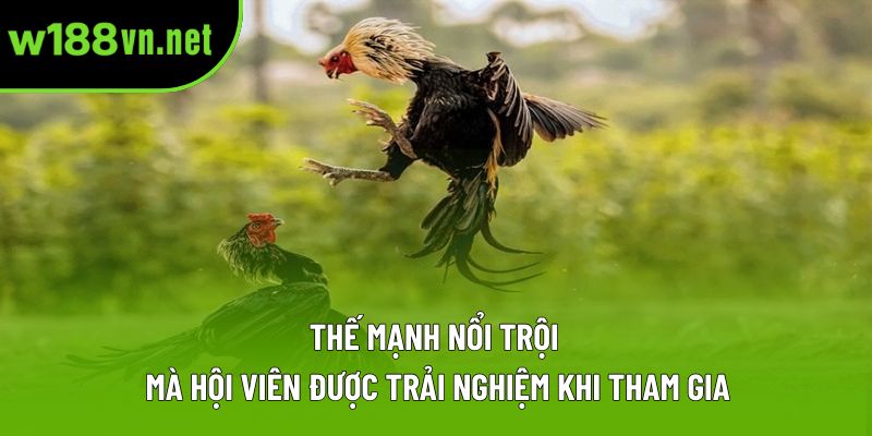 Thế mạnh nổi trội mà hội viên được trải nghiệm khi tham gia Thế mạnh nổi trội mà hội viên được trải nghiệm khi tham gia